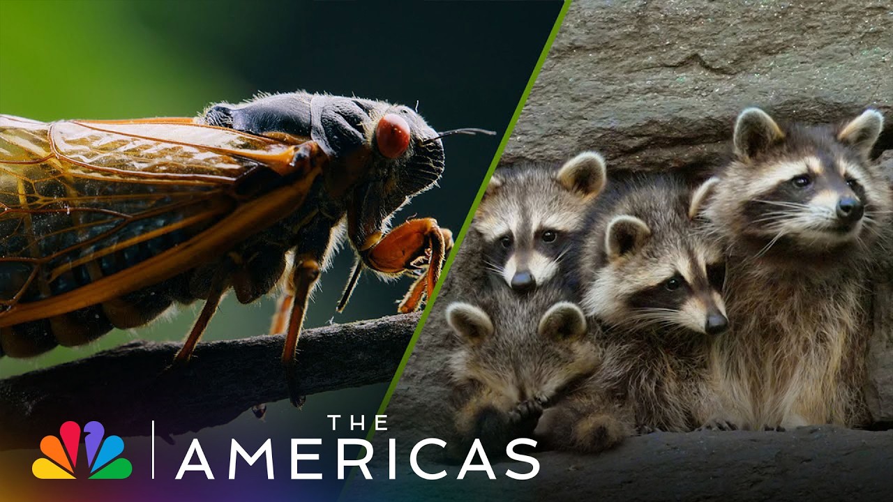 Tom Hanks Reveals How Raccoons and Cicadas EMBRACE City Life | The Americas | NBC
