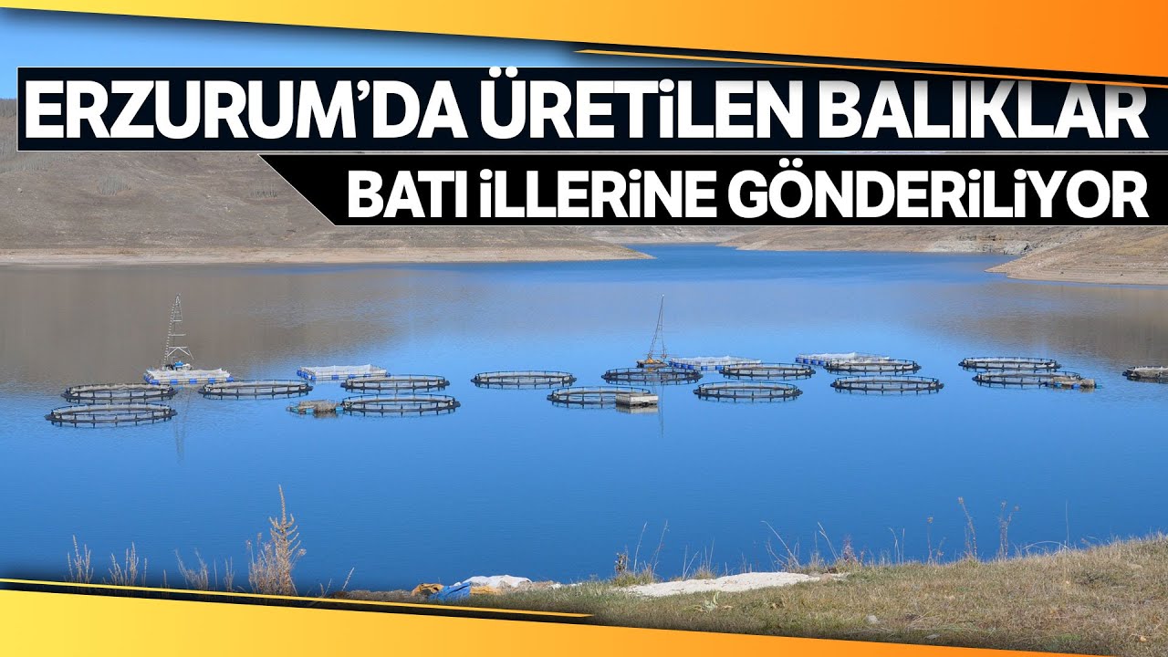Denizi Olmayan Erzurum’da, Yılda 2 Bin 100 Ton Alabalık Üretiliyor