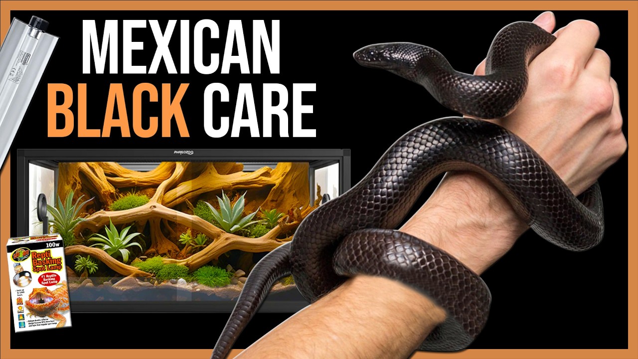 Mexican Black King Snake Care