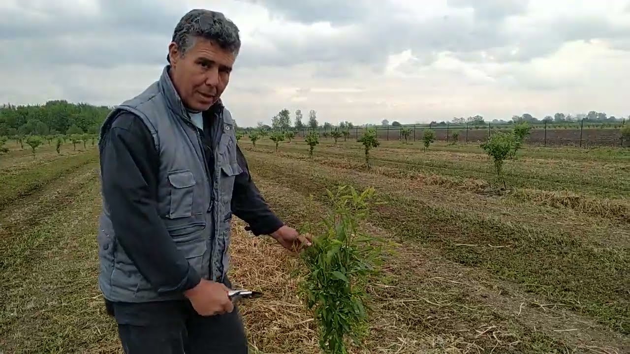 Αμυγδαλιά  Vairo Διαμόρφωση 2ου έτους .