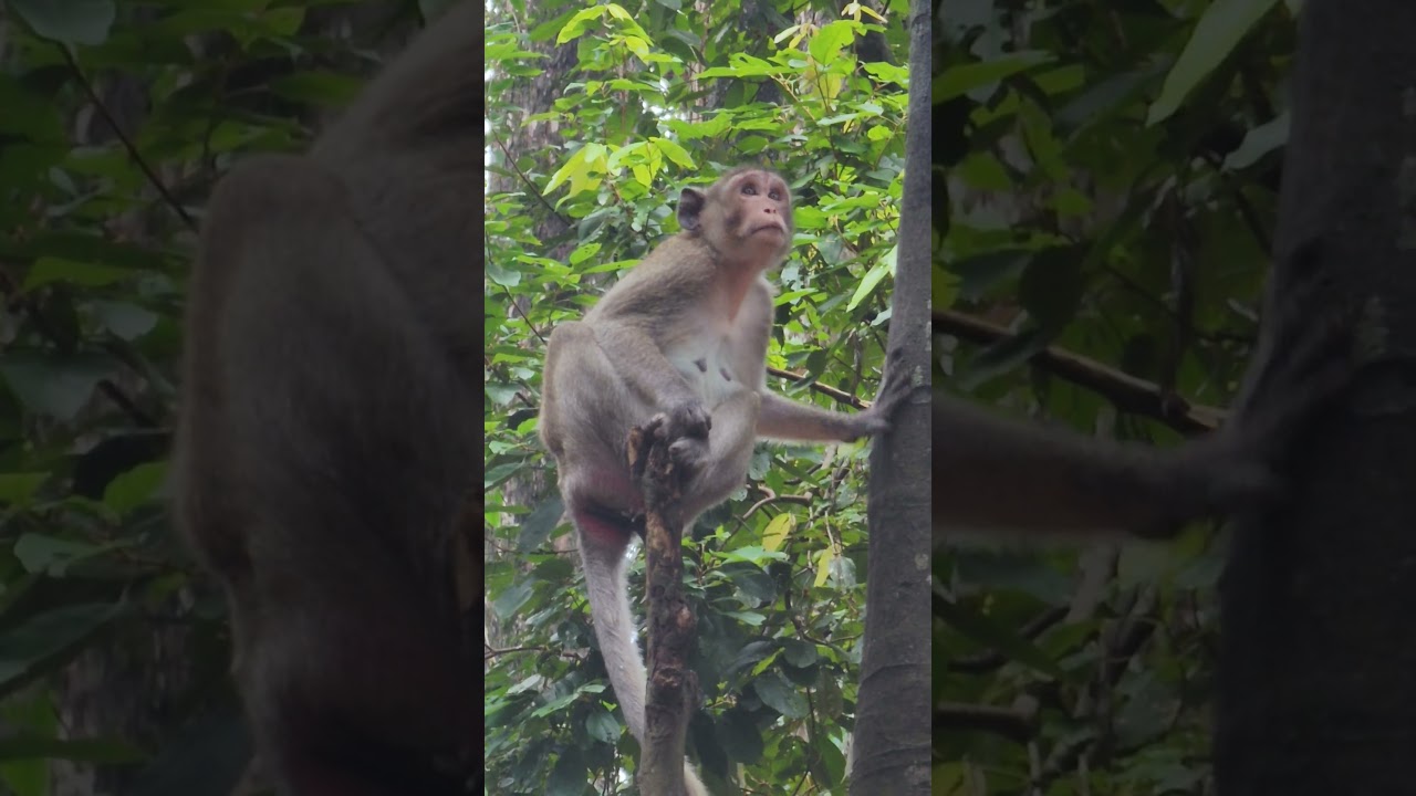 Jazzy monkey.