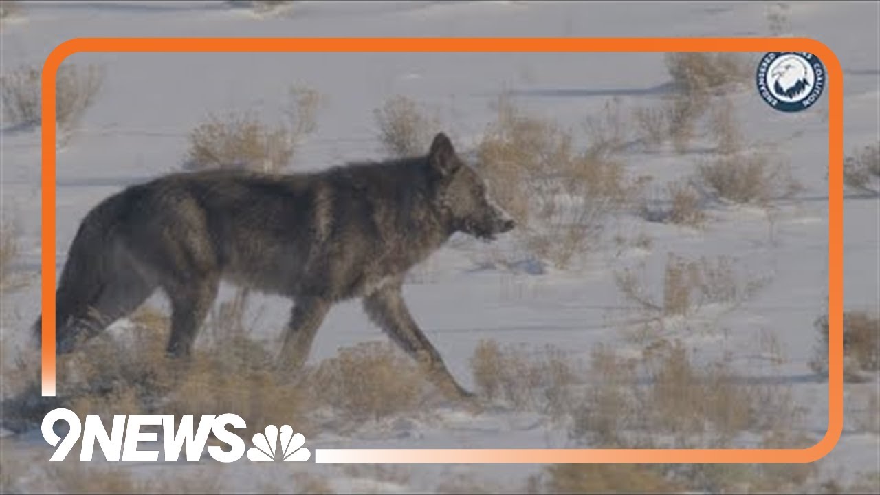 Preview: New documentary celebrates Colorado's wolf reintroduction