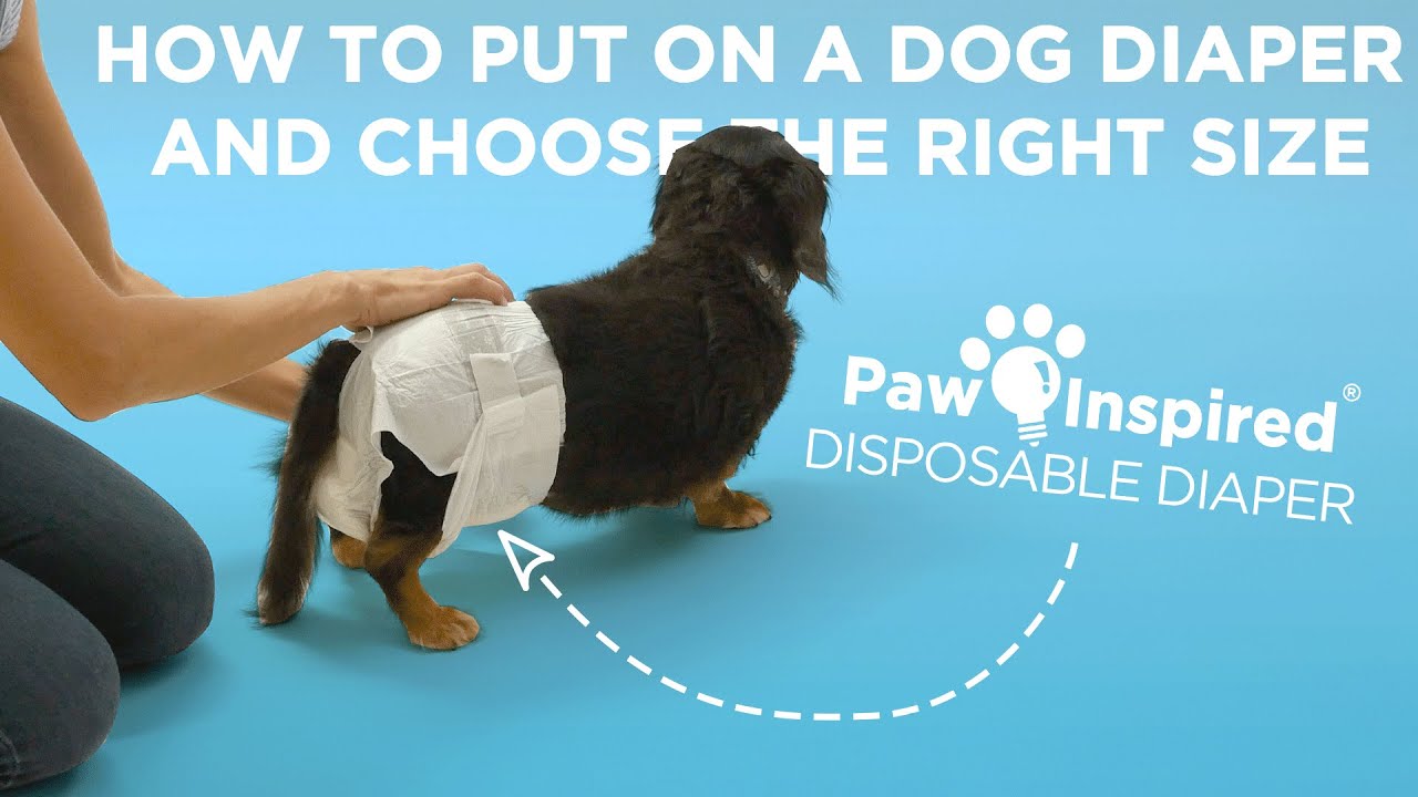 UPDATE - How to Put a Diaper on a Dog and Choose the Right Size | Disposable Dog Diaper (2026)