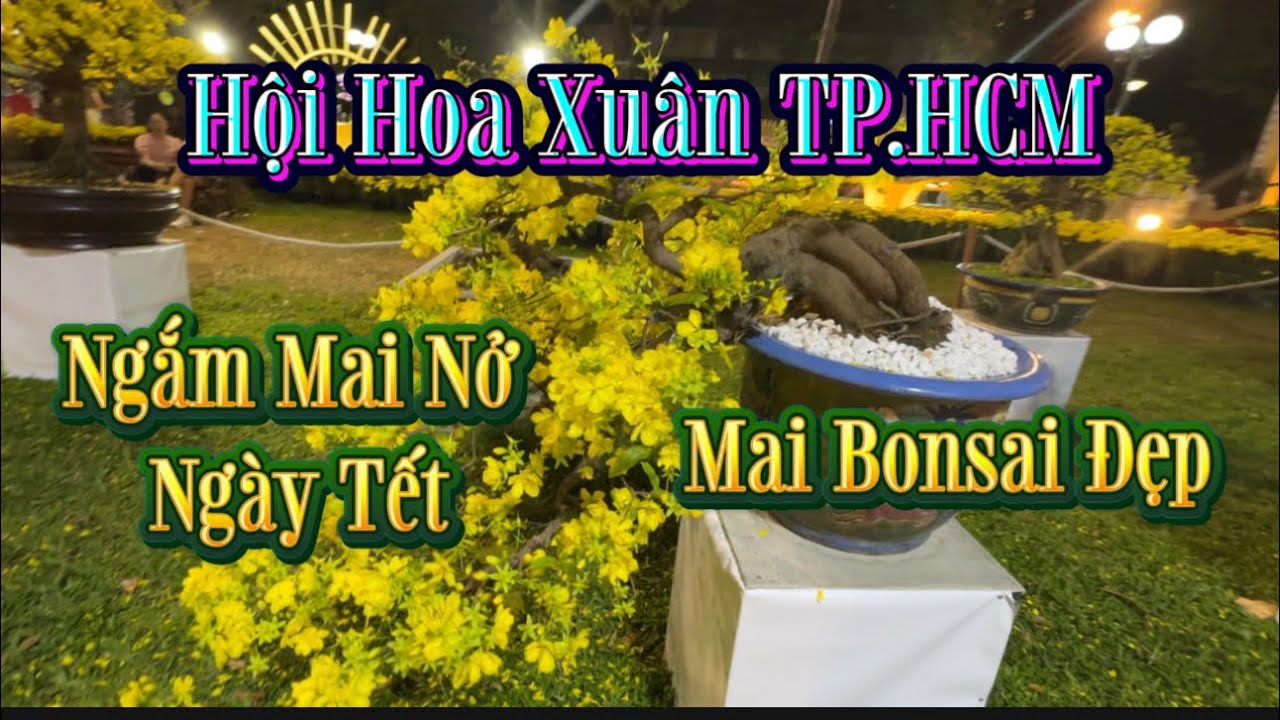 Mai Bonsai Đẹp - Ngắm Mai Nở Ngày Tết - Hội Hoa Xuân TP.HCM