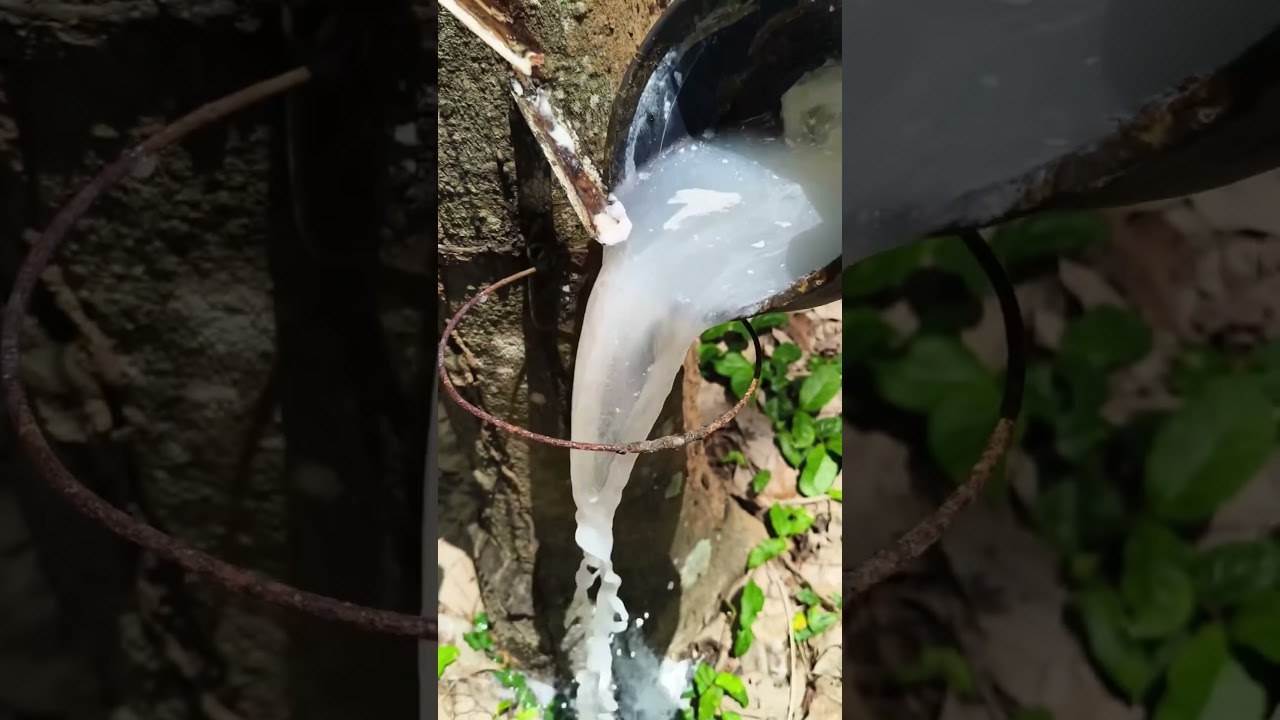 Today's hard work was in vain because of the rain😭 #satisfying #rubberfarming #rubbertapping