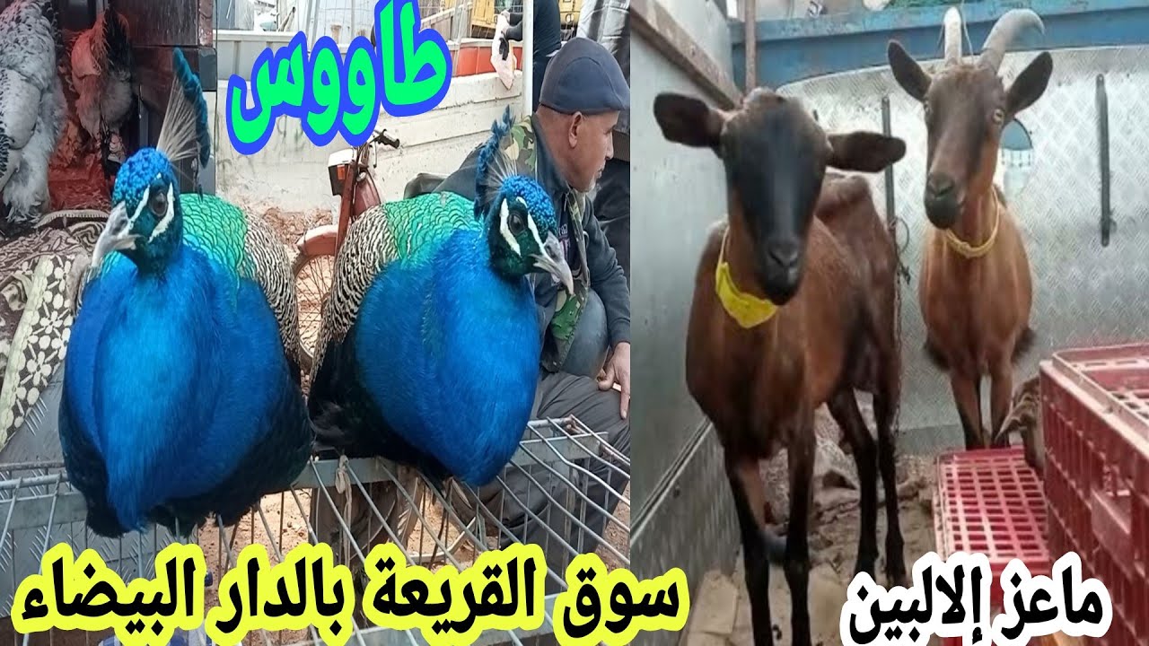 سوق القريعة بالدار البيضاء ماعز البين طيور الطاووس دجاج الزينة والبيض