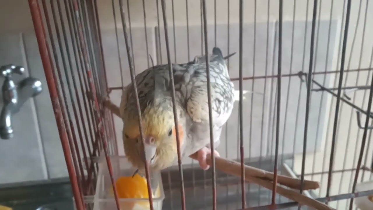 Periquitos australianos, bem-te-vi, calopsitas e outros pássaros #birs #pets #parrot #aves