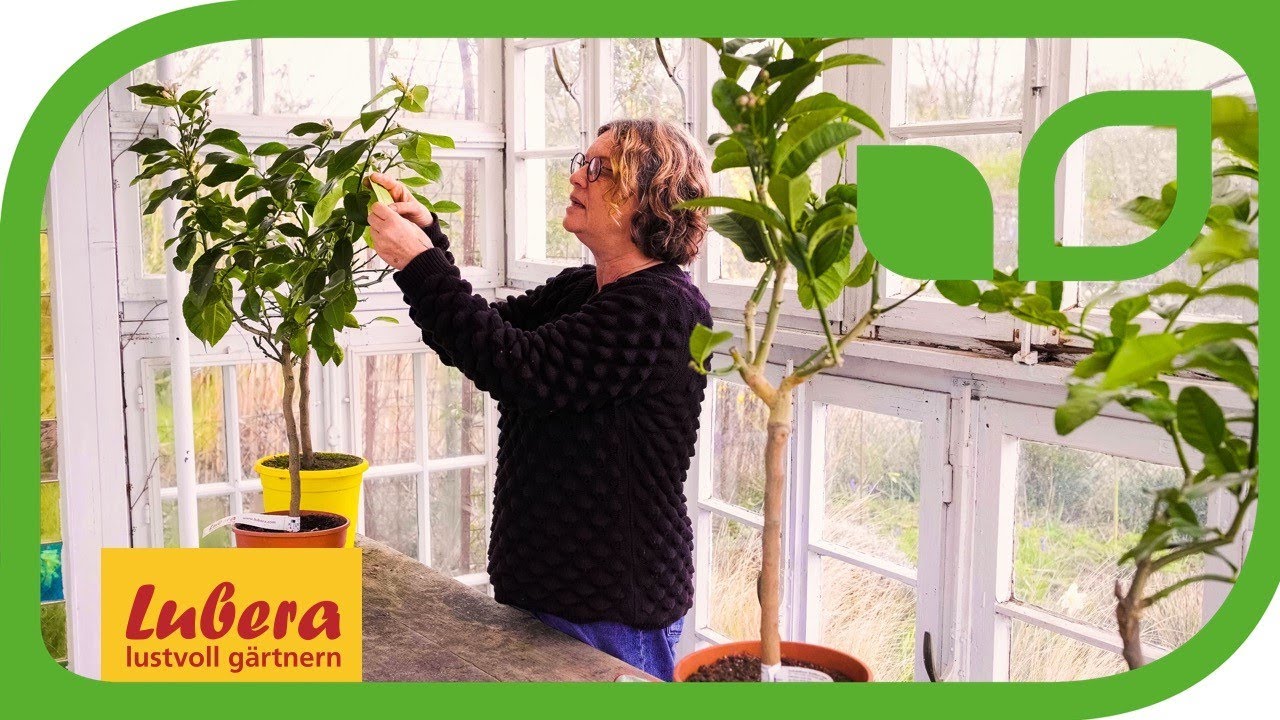 Tipps und Tricks, wenn der Zitronenbaum Schildläuse hat 🍋