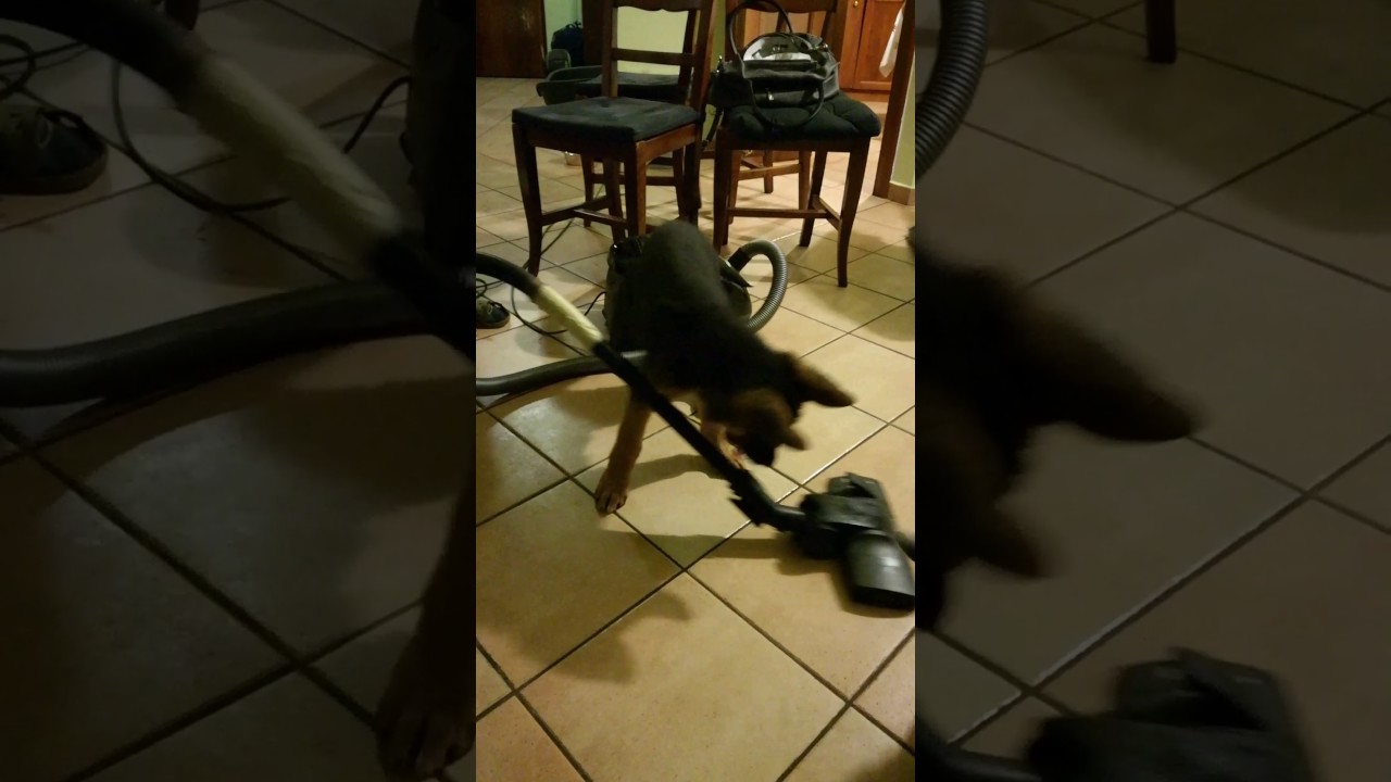 I miei cani... e  l' aspirapolvere