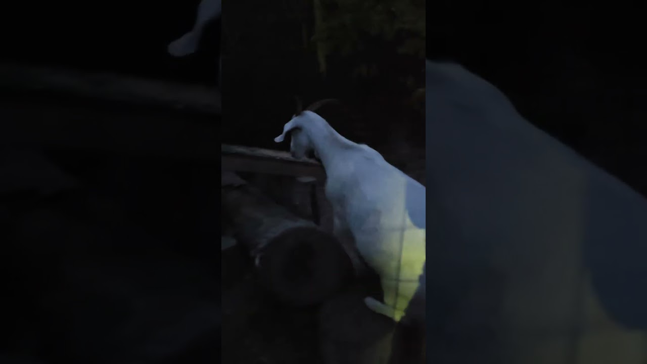 #babyanimals #cute #beautifullgoats #trending #farmlife #trendingvideo #tiktok #trendingvideo 