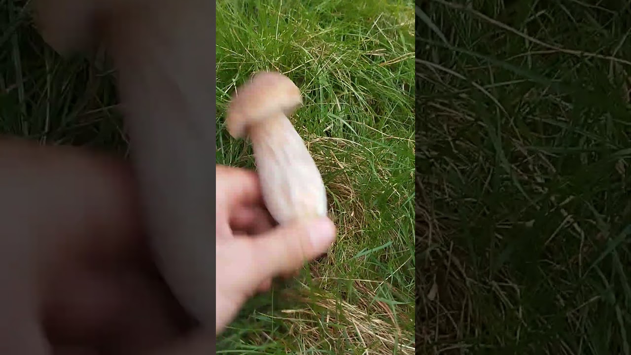 BOLETUS #boletus #funghi #porcini #seta #cogumelo #mushroom #ciuperci #pilze