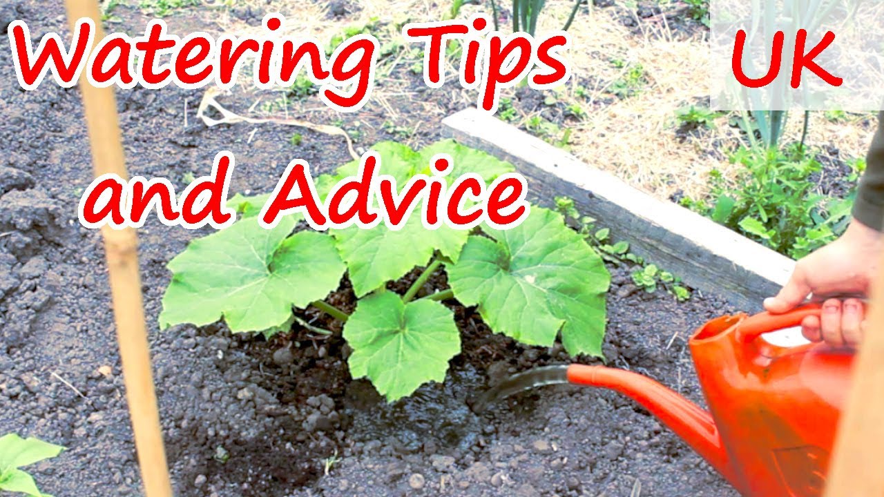 Best Watering Techniques for Pumpkins & Squash | No Waste! | Bigger Fruits!