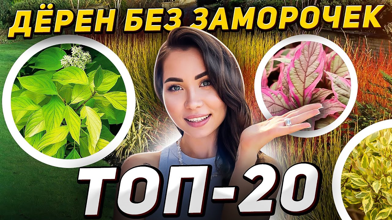 20 лучших сортов ДЁРЕНА с минимальным уходом