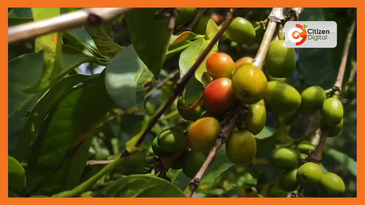 Smart Fram | Farmers using biochar innovation to boost yields