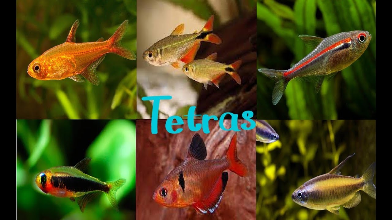 Los mejores Peces Tetra seg&uacute;n el Tama&ntilde;o de tu Acuario/ Prt 2
