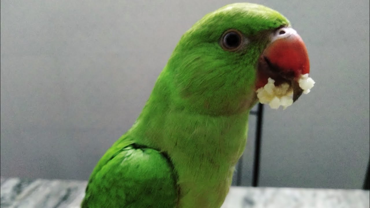 মাঝে মাঝে একটু আদর না খেলে খেতে একেবারেই ইচ্ছে করে না /Bengali blogs with chotelal 🐦