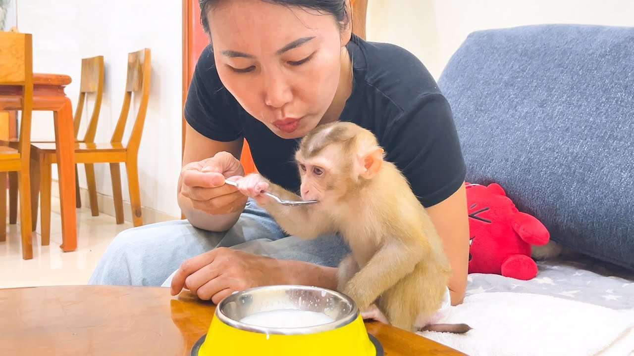 Monkey YuYu's Simple Morning With A Fever!