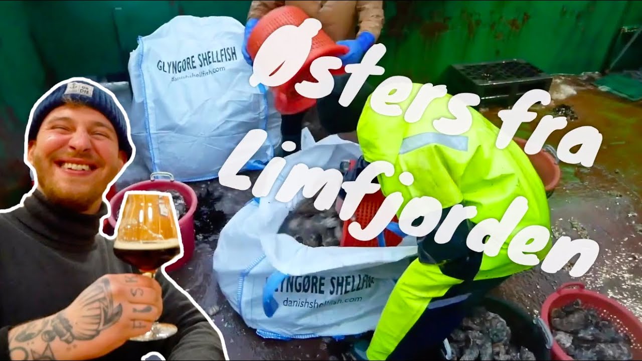 Østers fra Limfjorden med Glyngøre Shellfish // Hvad fanden laver I? | P. Clausens Fiskehandel