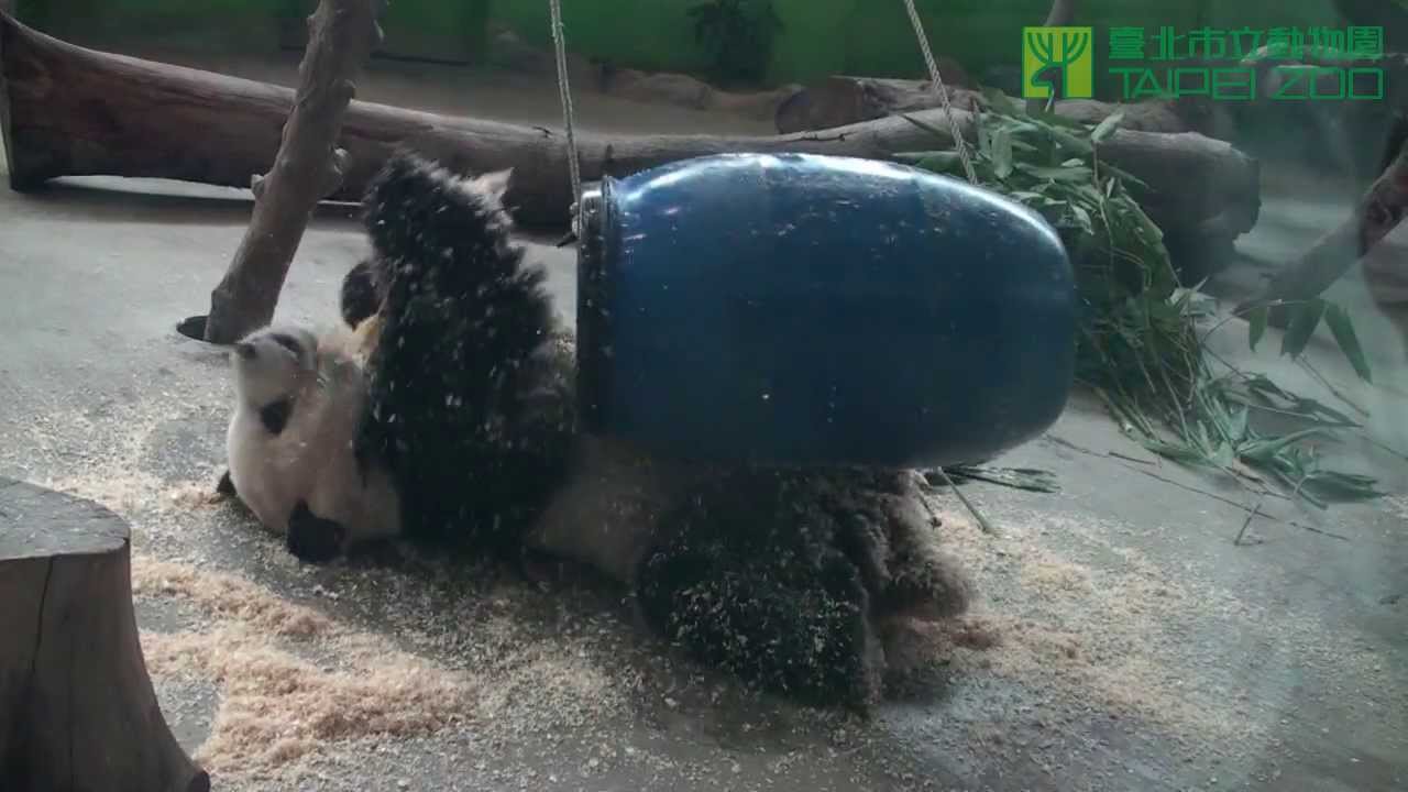 大貓熊團團high翻天 Giant Panda Tuan Tuan Playing Crazily