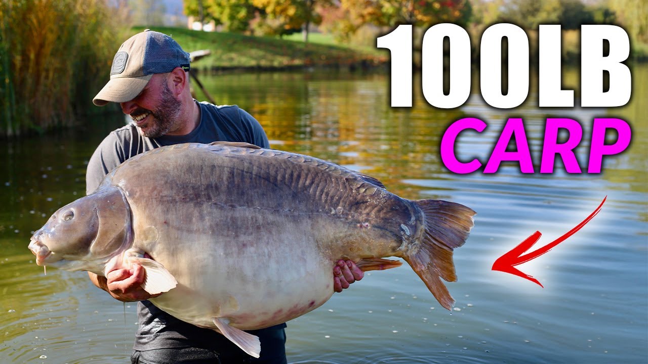 CATCHING A 100lb CARP!! 😱 Guesting with Dave Levy