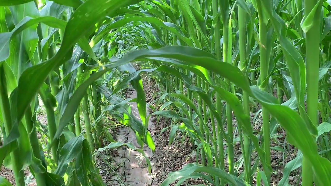 GreenlifeHumer makkajoxori rasxotni60-70%kamaytiridigan Usul🌽🌽