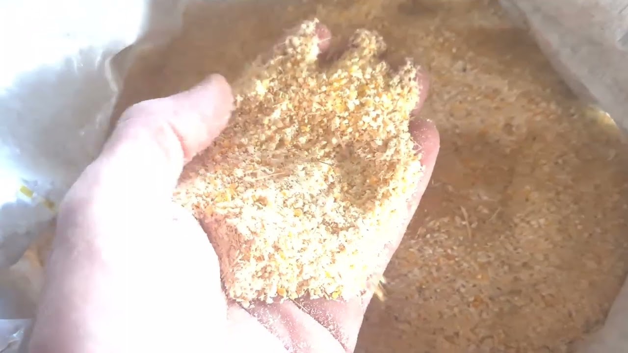 MOENDO MILHO COM PALHA E SABUGO TUDO JUNTO.