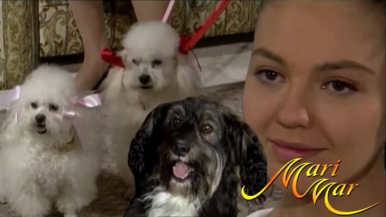 ¡Pulgoso conoce a Mimi y Fifi! | Marimar - Televisa