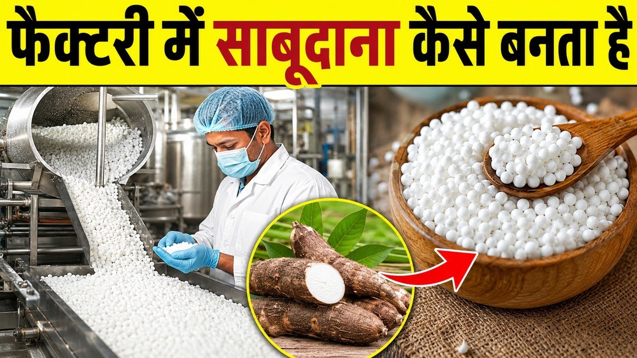 जानिए फैक्ट्री में साबूदाना कैसे बनता है? | Sabudana Kaise Banta Hai Factory Mein | Tapioca Process