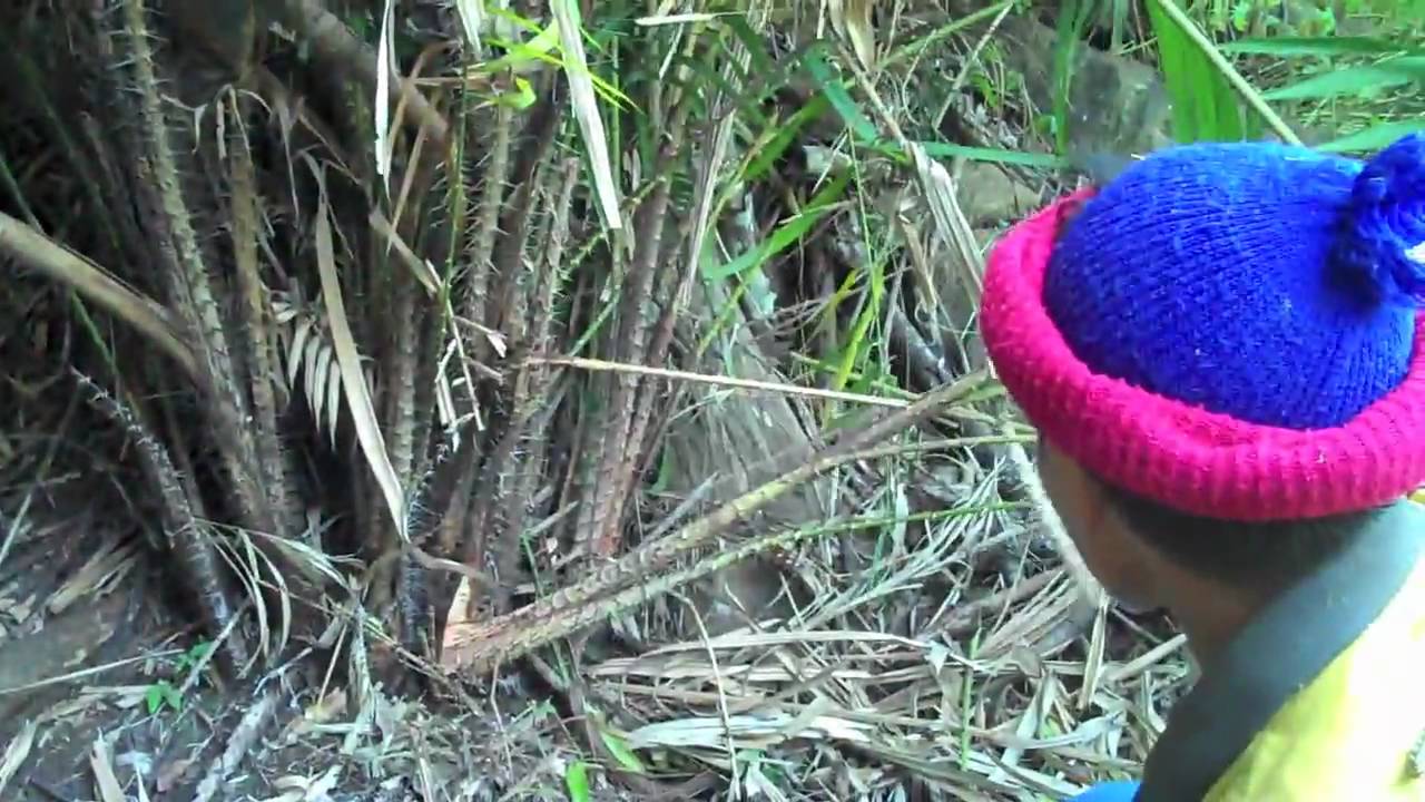 Palaung Agroforest Rattan Harvest