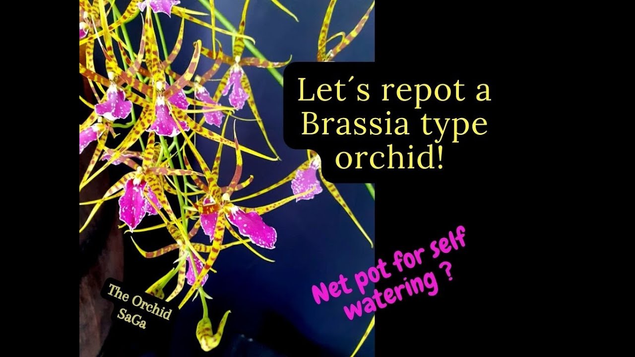 My Brassia type orchid needs a repot! @Brassostele Billabong
