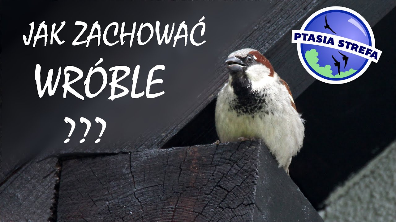 Jak zachować wróble w miastach ?