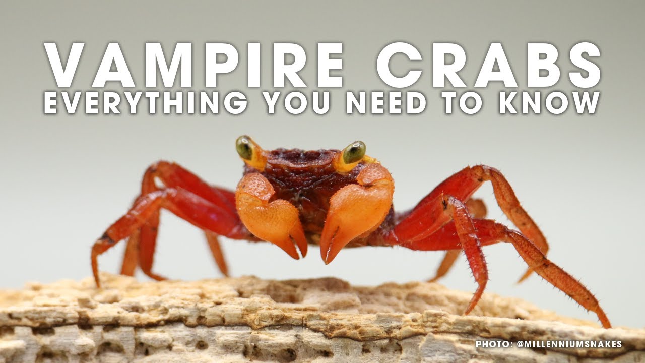 🦀 EVERYTHING YOU NEED TO KNOW ABOUT VAMPIRE CRABS