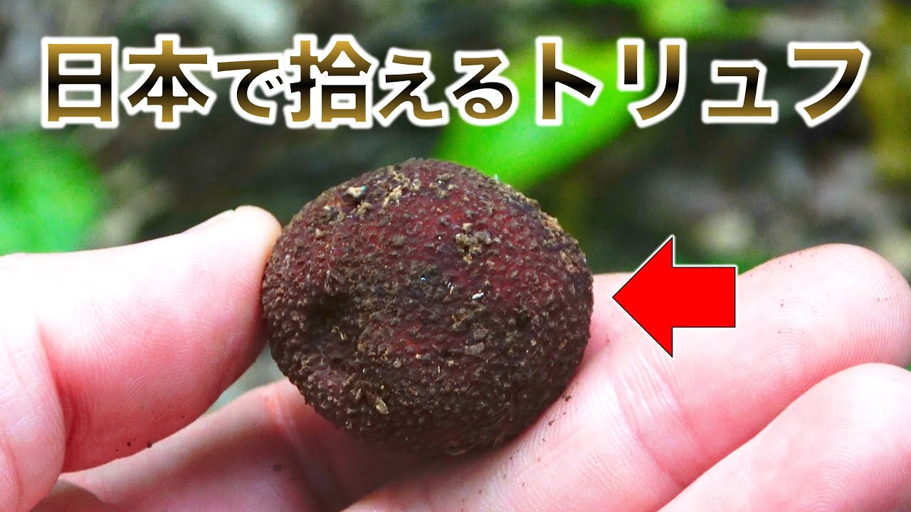 【トリュフ狩り】国産トリュフをアライグマと熱々のご飯に乗せると・・・ヤバすぎた