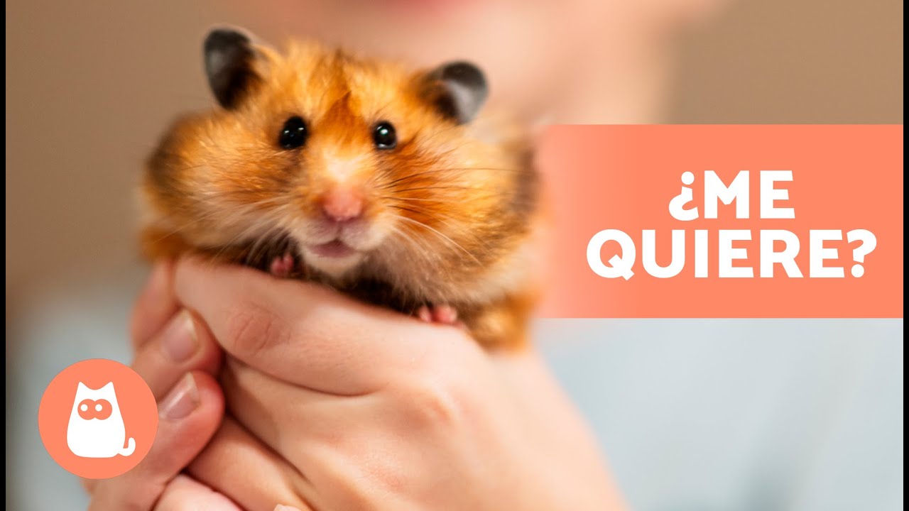 ¿Cómo SABER si mi HÁMSTER me QUIERE? 🐹 (5 Señales)