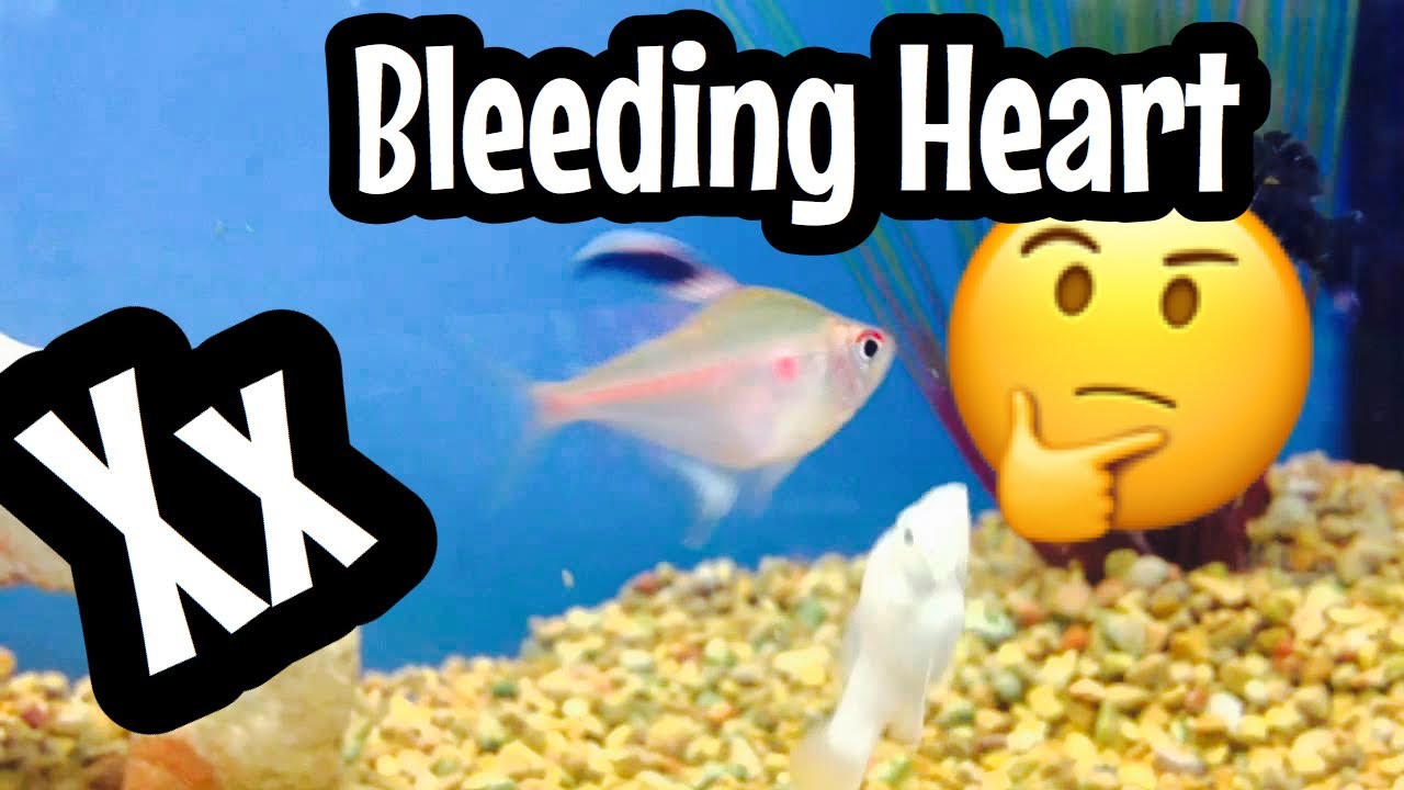 Bleeding Heart Tetra Fish