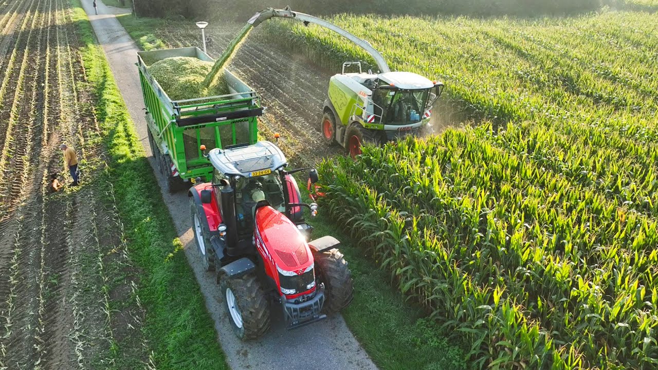 Mais 2023 - Claas Jaguar 960 + Kemper | 3x Massey Ferguson | Coenen BV