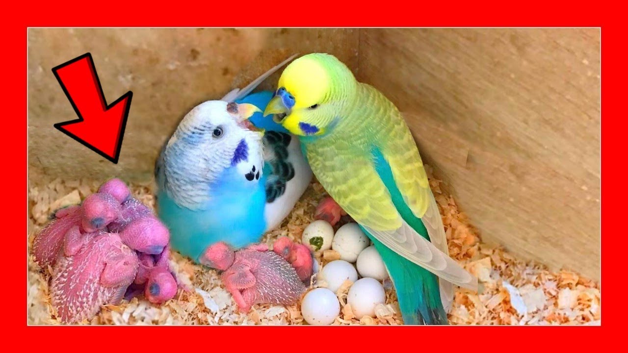🐦 Молодые попугаи день за днем ​​🐦 Разведение австралийских попугаев