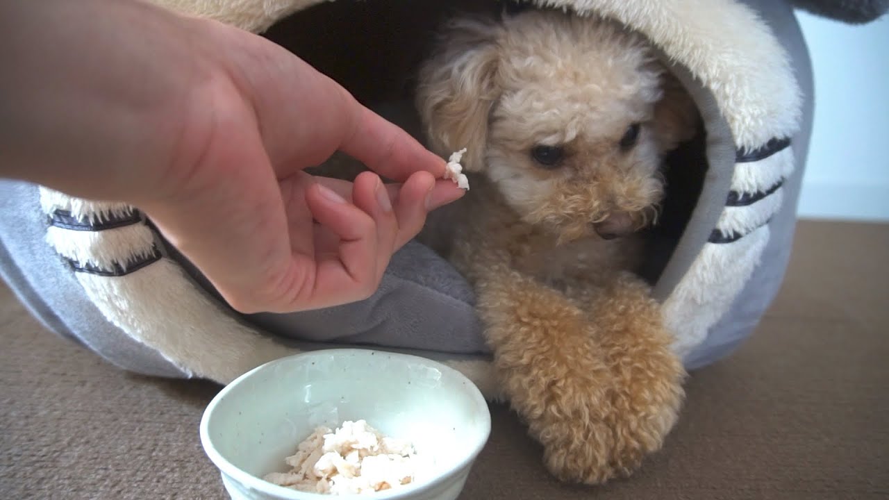 今食べたいものは 