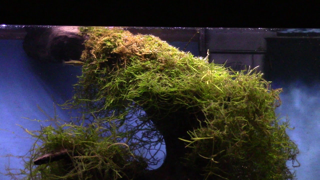 Java Moss Basic Care Guide
