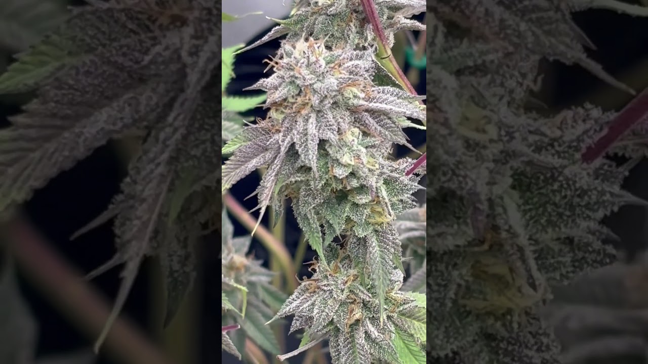 Harvest Begins with Herbsnow 