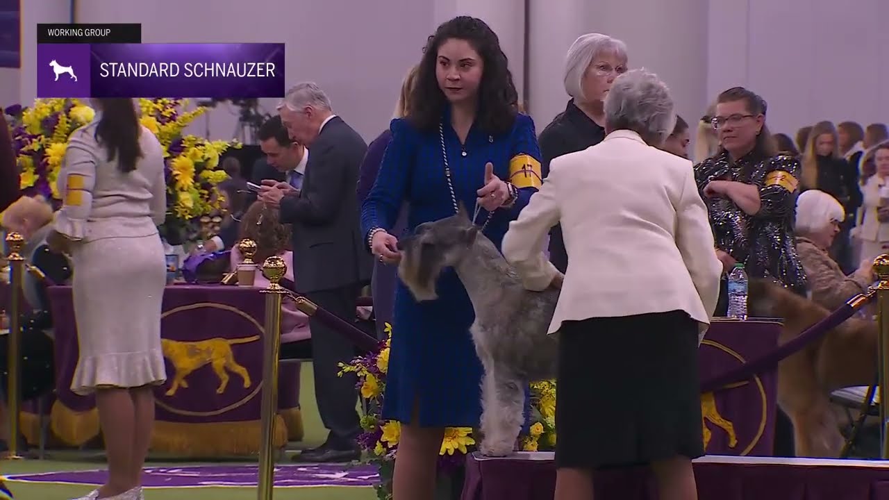 Standard Schnauzers | Breed Judging 2026