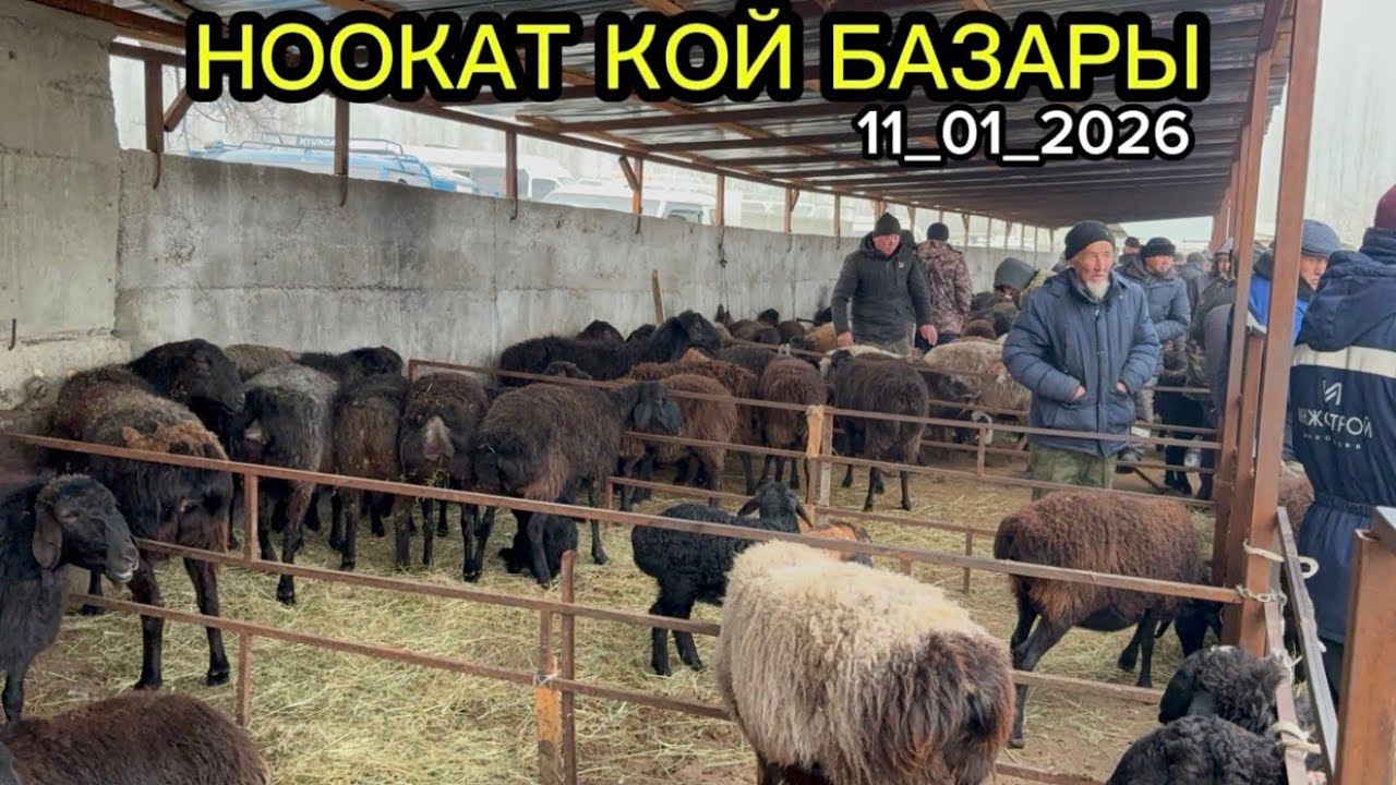 ЧОҢ КОЧКОР КОЙЛОР СООЛУКТАР ТОКТУ КОЗУ КОЧКОРЛОР / 11 январь 2026  Жыл