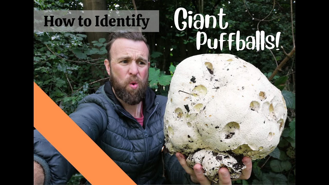 How to Identify Giant Puffballs: A Beginner's Guide