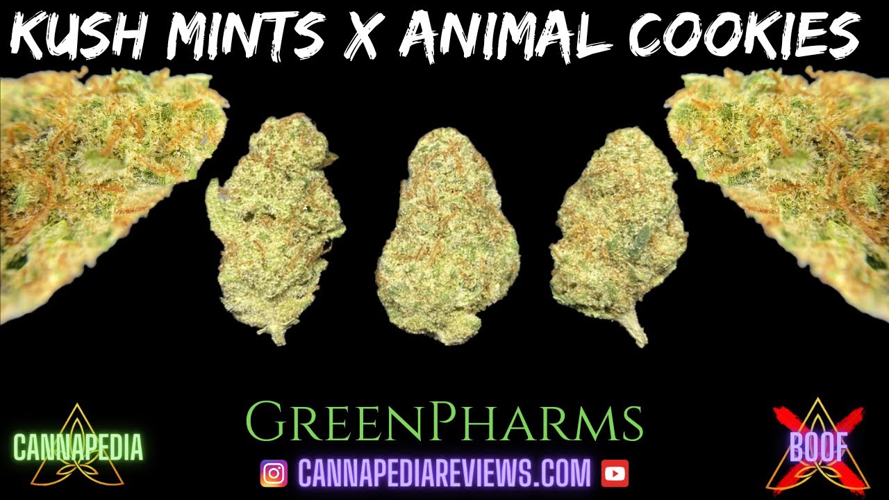 Kush Mints x Animal Cookies Strain Review - GreenPharms - Cannapedia