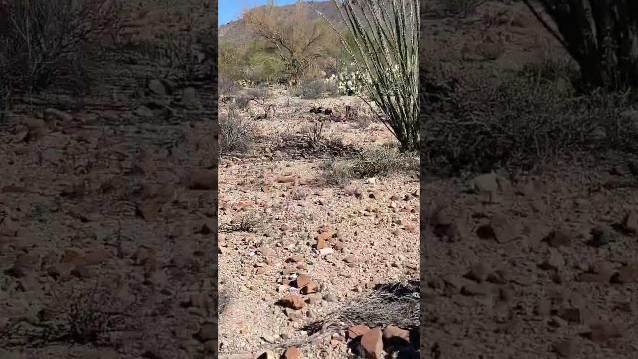 Crunchy ASMR walking 