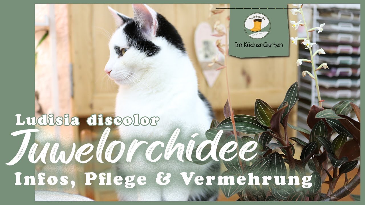 Alles was es über die Juwelorchidee zu wissen gibt - Ludisia discolor