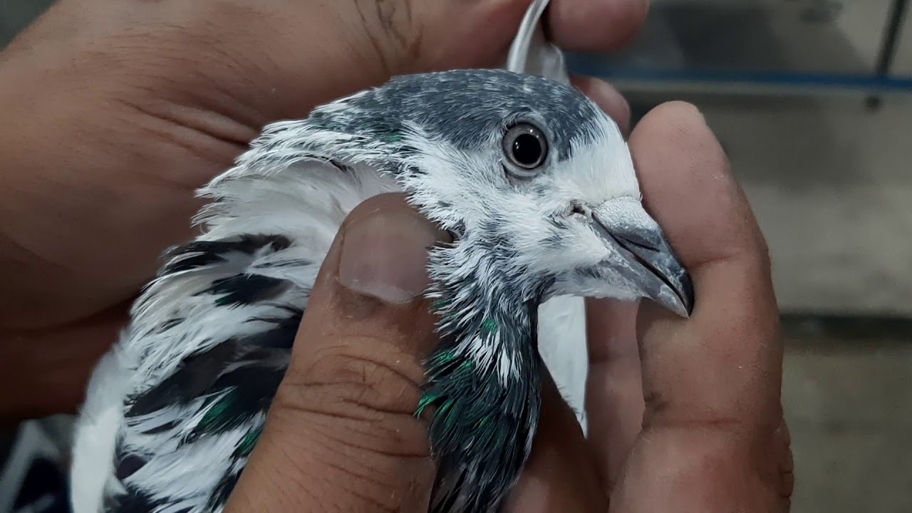 A video of Ustad Gulzar Pigeons shop sialkot baramdi morh 03456995412