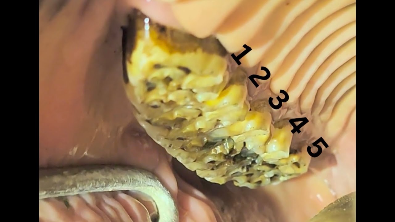 Managing the Horse's Mouth Post Extraction