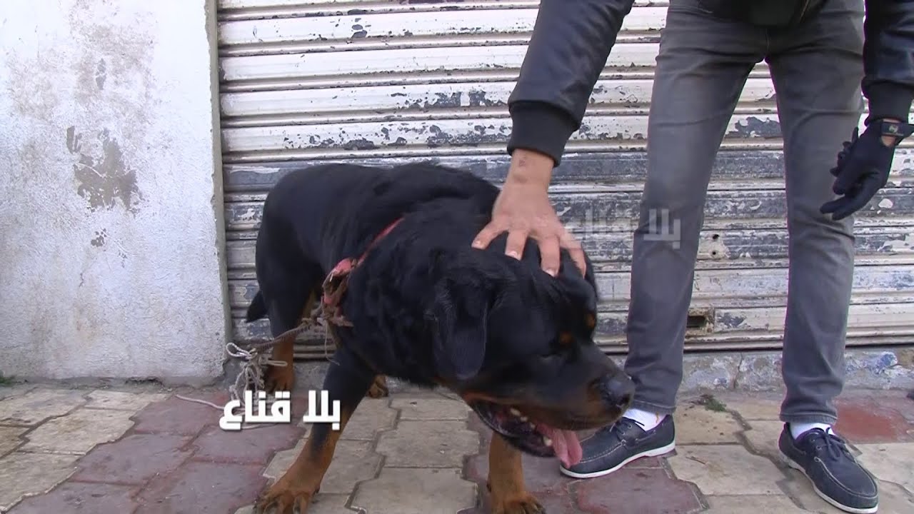 bila kinaa | أقوى كلاب الحراسة الشخصية والفاميليا في السوق..من صربيا وعمرو عامين عاقل ويخوف