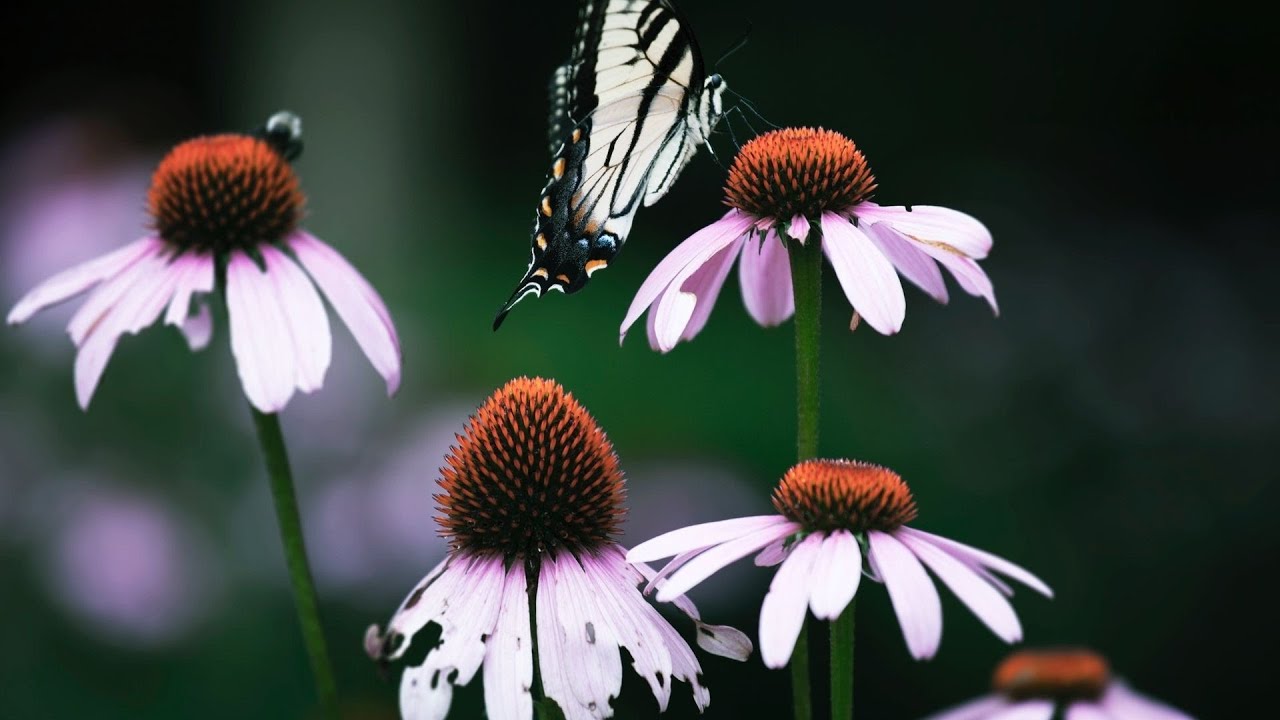Pollination - Role of Wind I Miracle in Quran